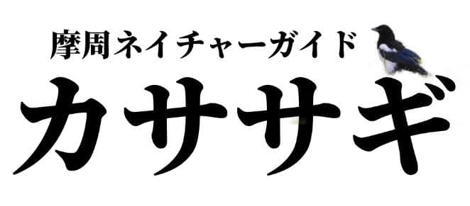 摩周ネイチャーガイドカササギ