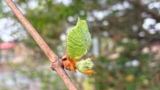 山葡萄芽吹く