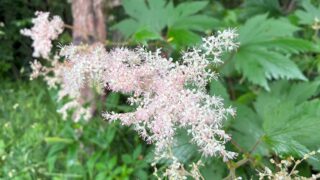 カエデのような植物…