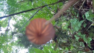 小人の目線